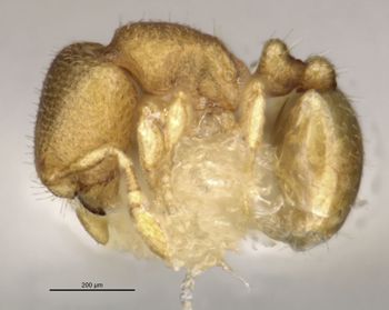 Media type: image;   Entomology 735303 Aspect: habitus lateral view